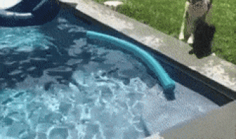 I will save you hooman