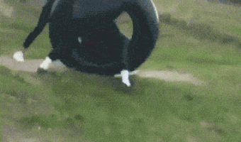 Playing the wheel