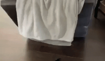 Playing with the cat