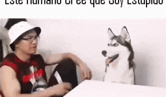 Playing with smart dog