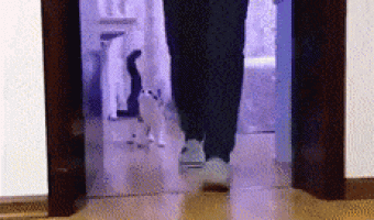 Jumping cat