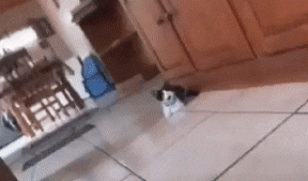 Kitty loses 3 lives