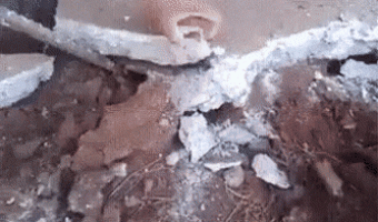 The house of mice