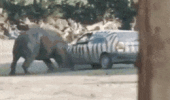 The strength of a rhino