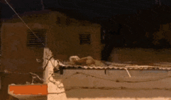 The history of the Lion King repeats itself