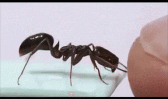 The ant had the worst part