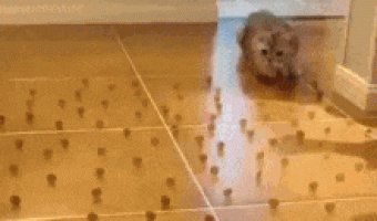 The intelligence of cats