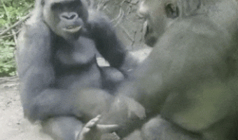 The proof that the human is related to the gorilla