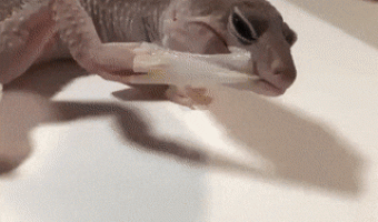 Lizard eats glove