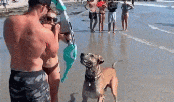 Shooting an arrow at dogs on the beach