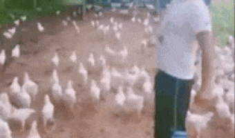 Leading an army of chickens