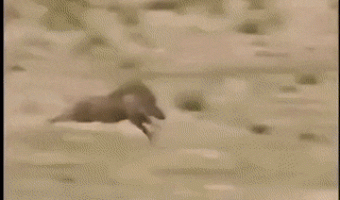 Leopard vs Wild Boar