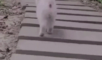 Cute happy walking dog