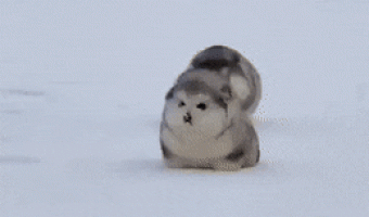 Cute snow dogs