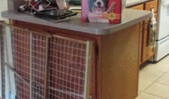 Parrot feeding dog