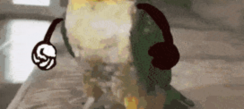 Animation parrot with hands