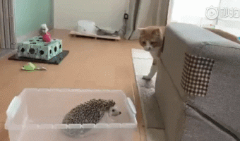 Cats learn very fast