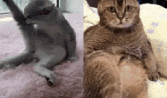 Cats in their world
