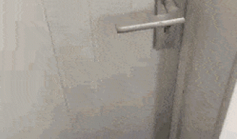 Cats escaped into the room