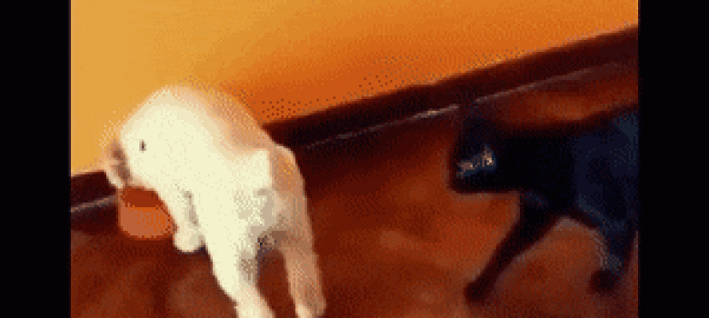 Cats are evil