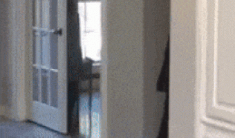 Dogs are faithful in everything