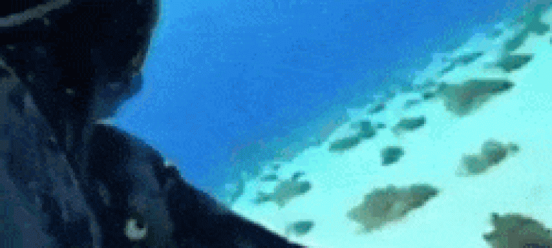 Not all sharks are the same