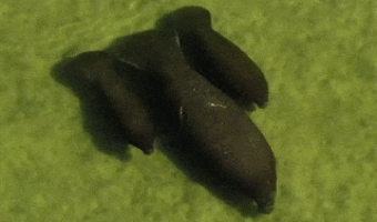 Manatee with twin calves in tow