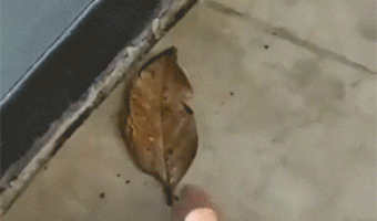 Leaf butterfly