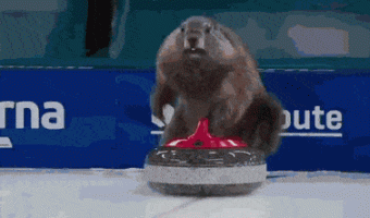 Marmot Olympics