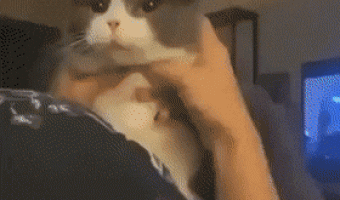 Cat Massage