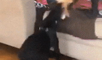 See what dogs do with the stuffed cat