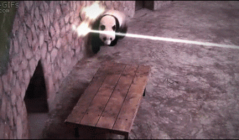 Real kungfu Panda 🐼🔥