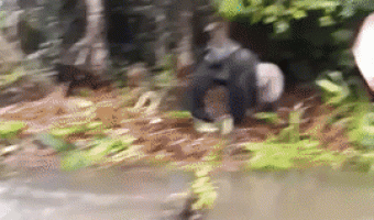 Prank Gorilla