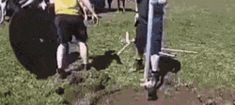 Mooo