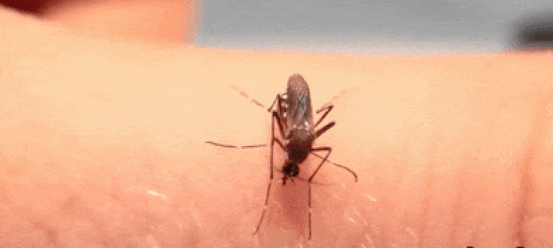 Mosquito sucking blood