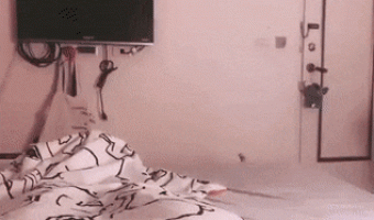 How cat cheer up their owner with mouse