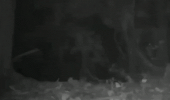 Nature when you are not watching Animal Planet