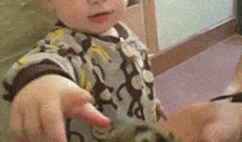 Child plays with hamsters