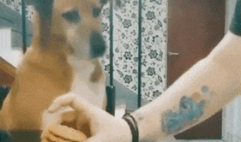 Don’t grab the cookies