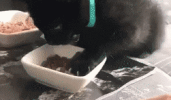 Don’t touch my food