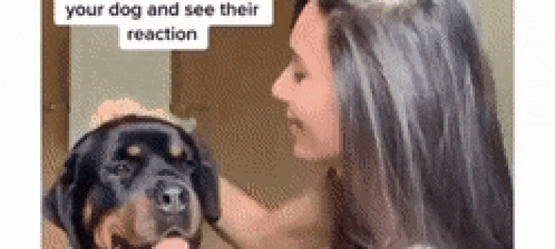 New challenge: Stop stroking your dog and wait for his reaction