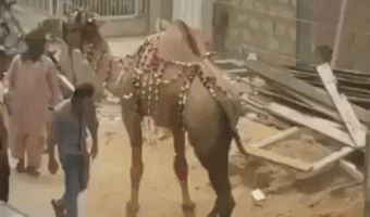 Never play with a camel
