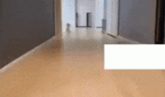 Other dogs vs my dog