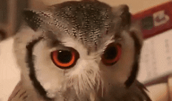 Owl transforms into combat mode when threatened