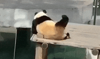 Panda dancing