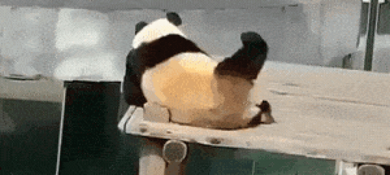 Panda dancing