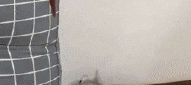 Parrot and cat