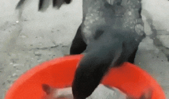 Hungry pelican