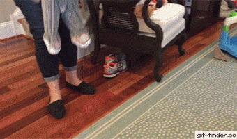 Little human rabbit scares dog