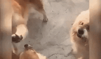 Dog caresses another as a human